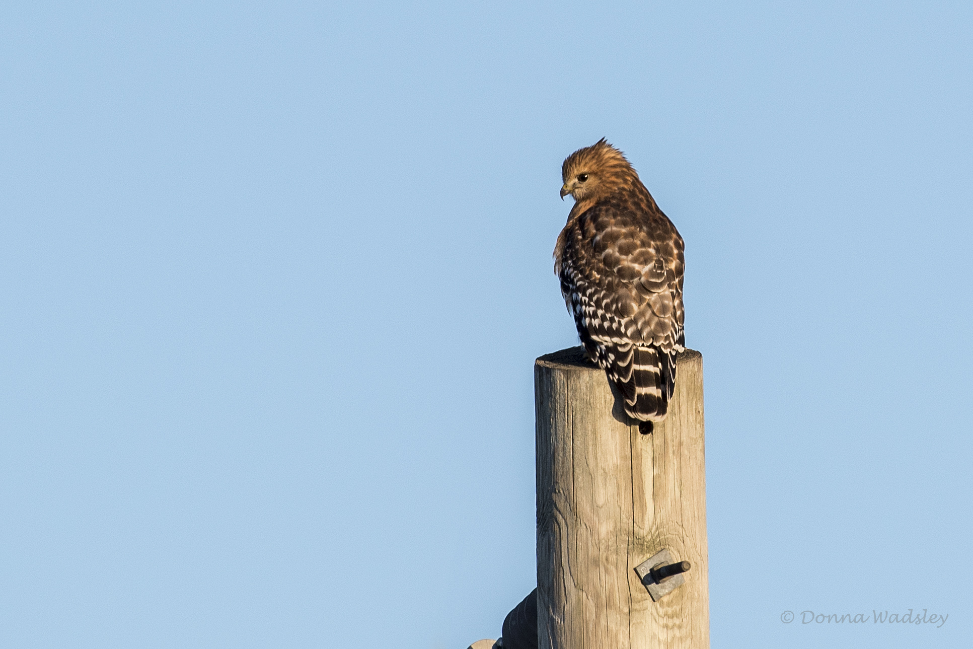 DSC_0463-1 122822 RSHA