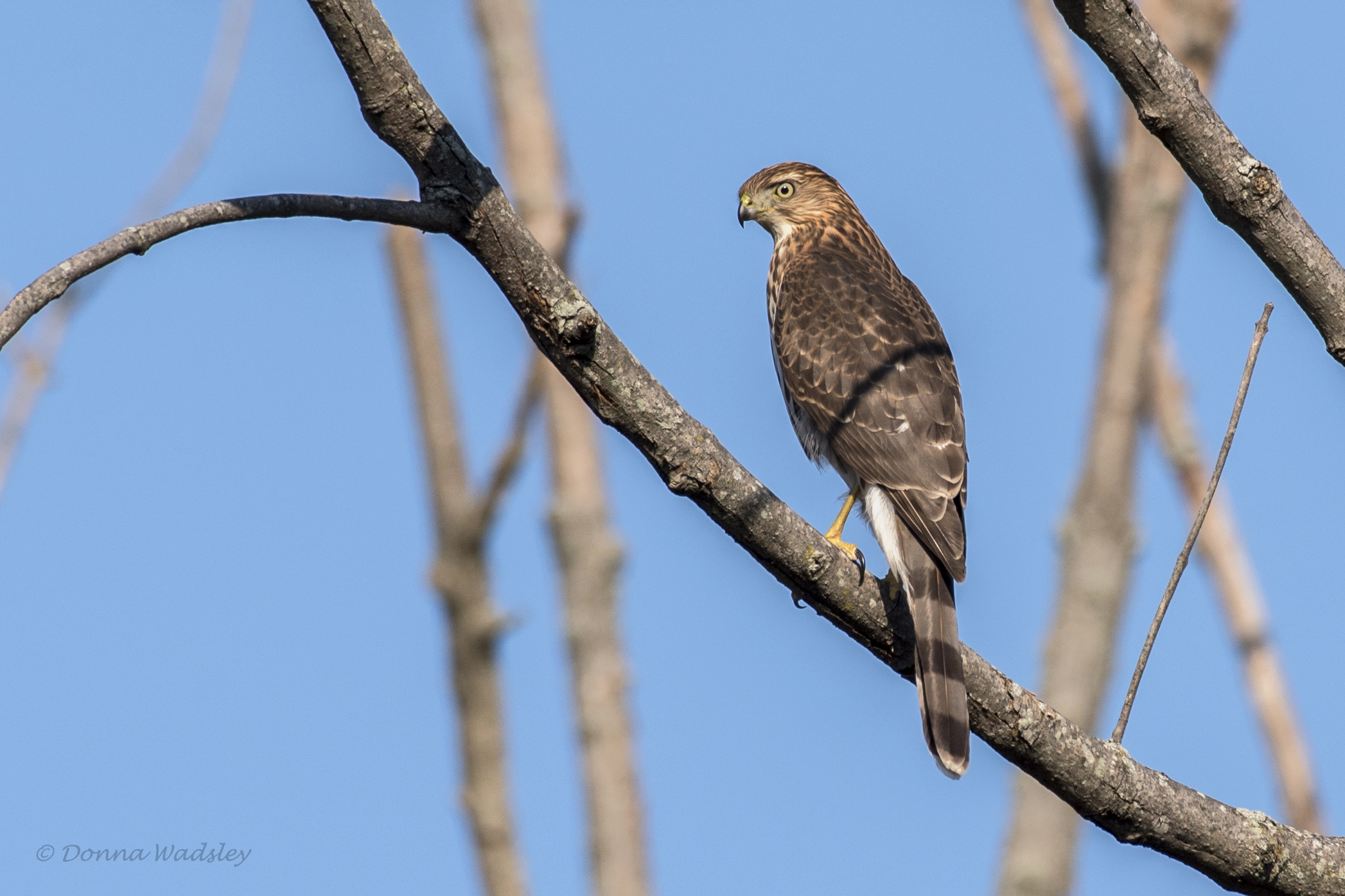 DSC_2436-1 110523 COHA