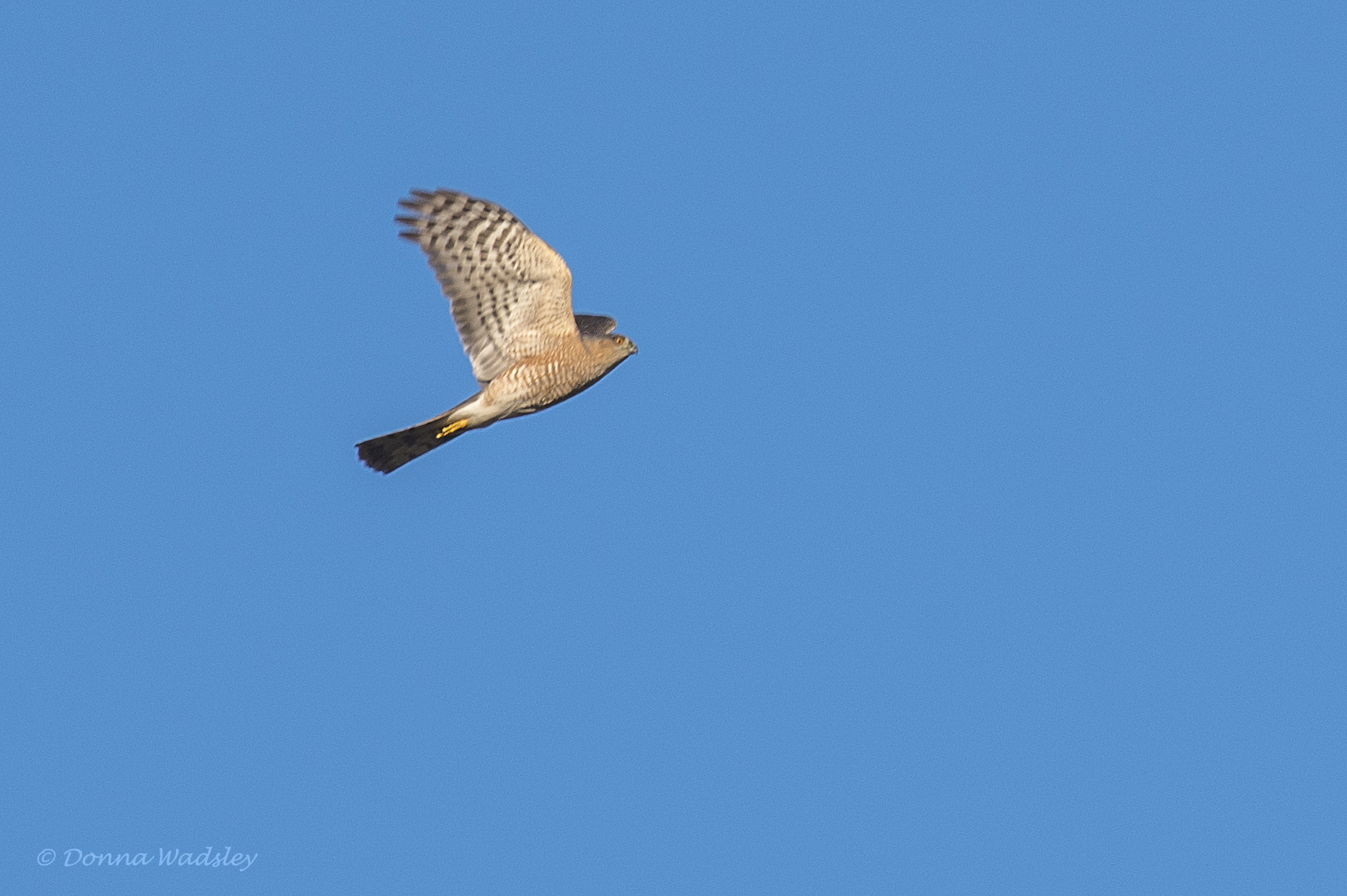 DSC_3447-1 111623 SSHA