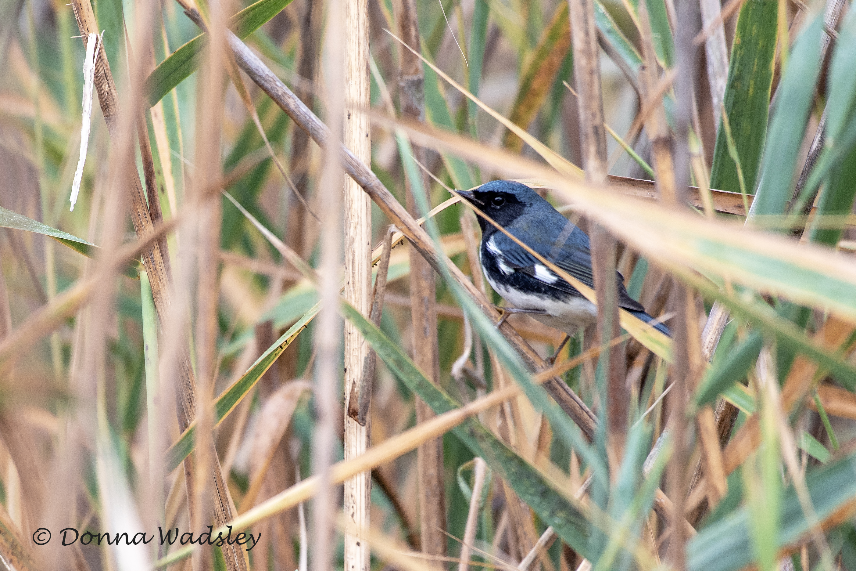 DSC_4867-1 100624 BTBW