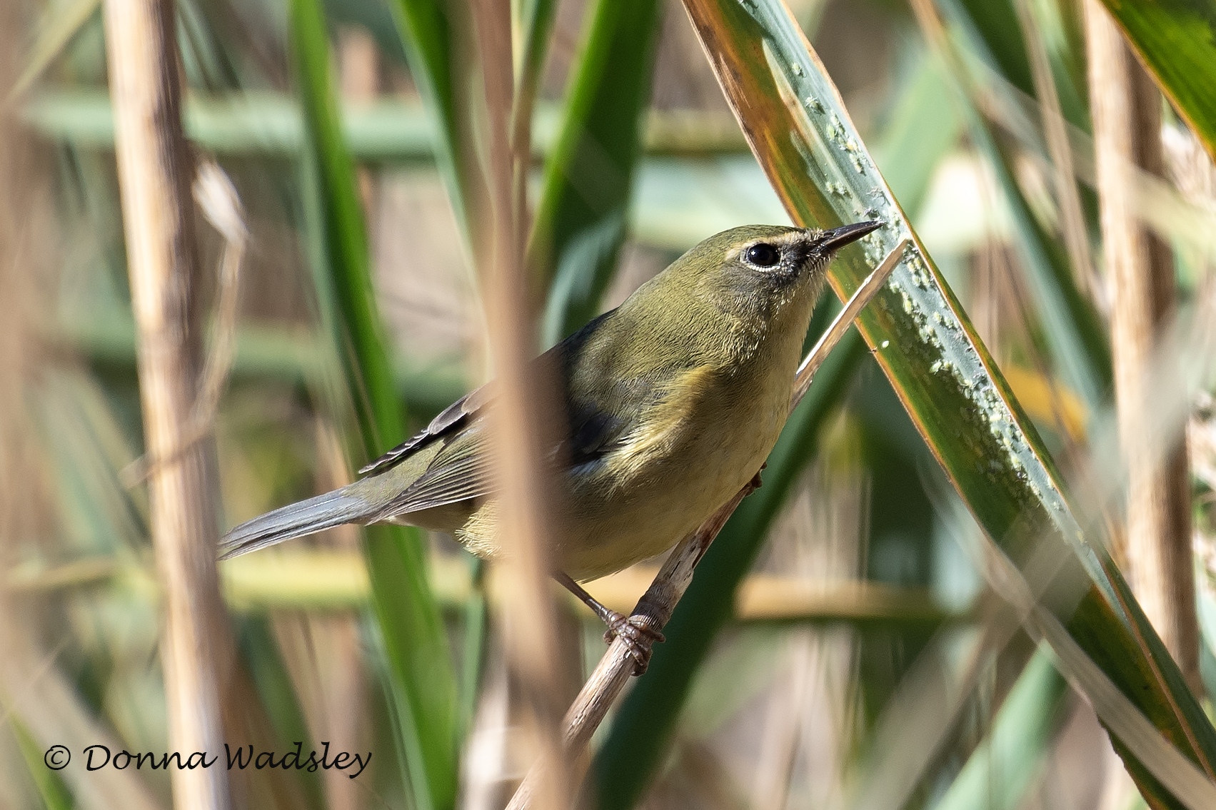 DSC_5604-1 100624 BTBW