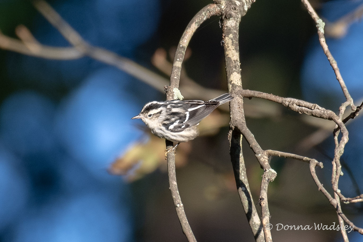 DSC_5745-1 101124 BWWA