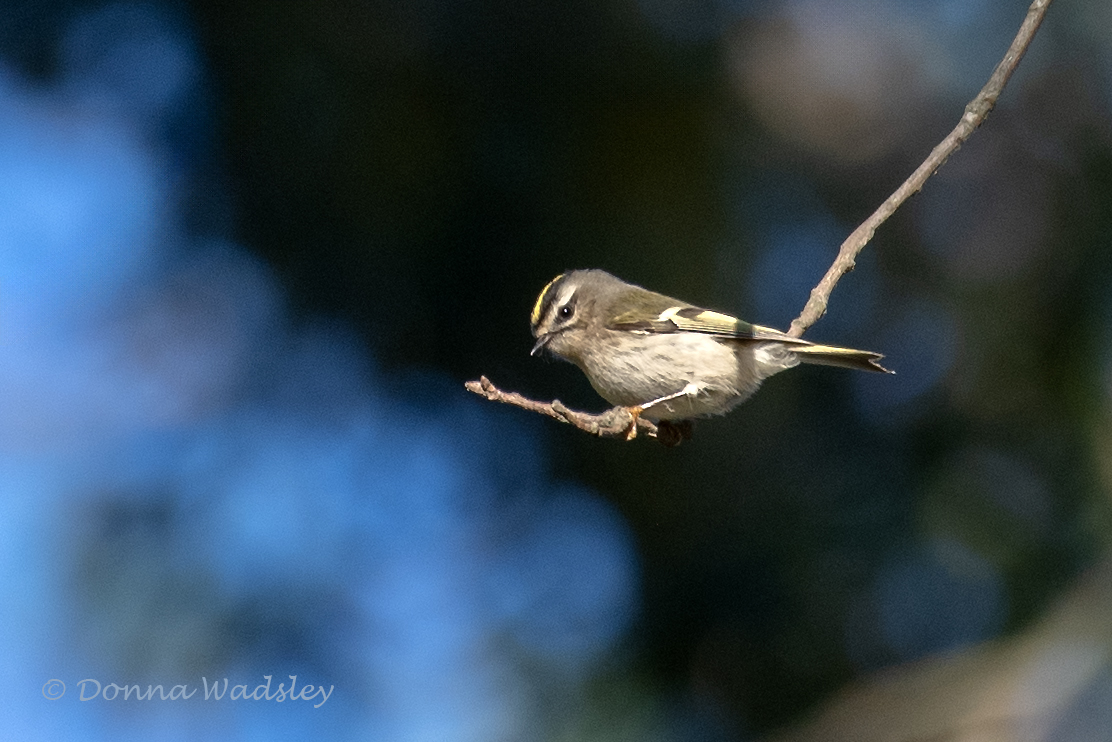 DSC_5781-1 101124 GCKI