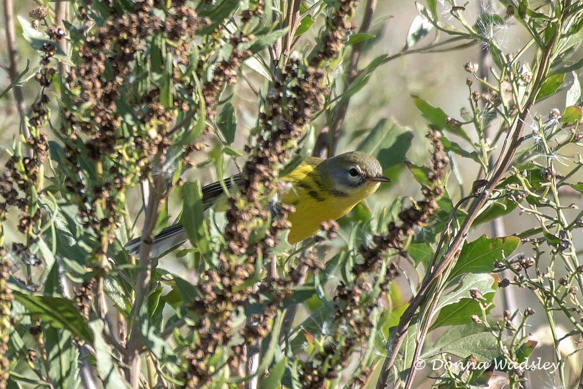 DSC_6004-1 101124 PRWA