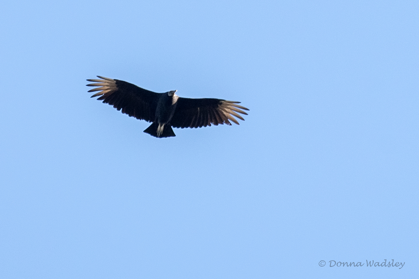 DSC_6587-1 101824 BLVU