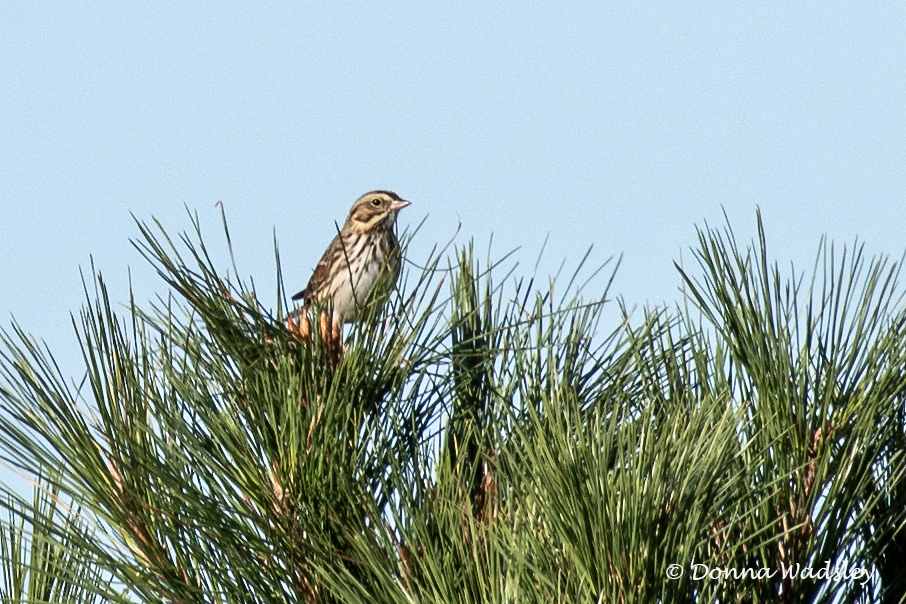 DSC_6690-1 101924 SAVS