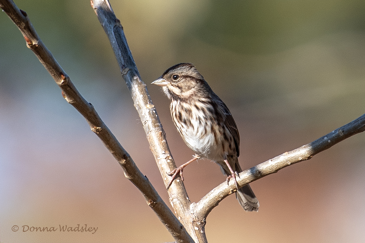 DSC_6812-1 101924 SOSP