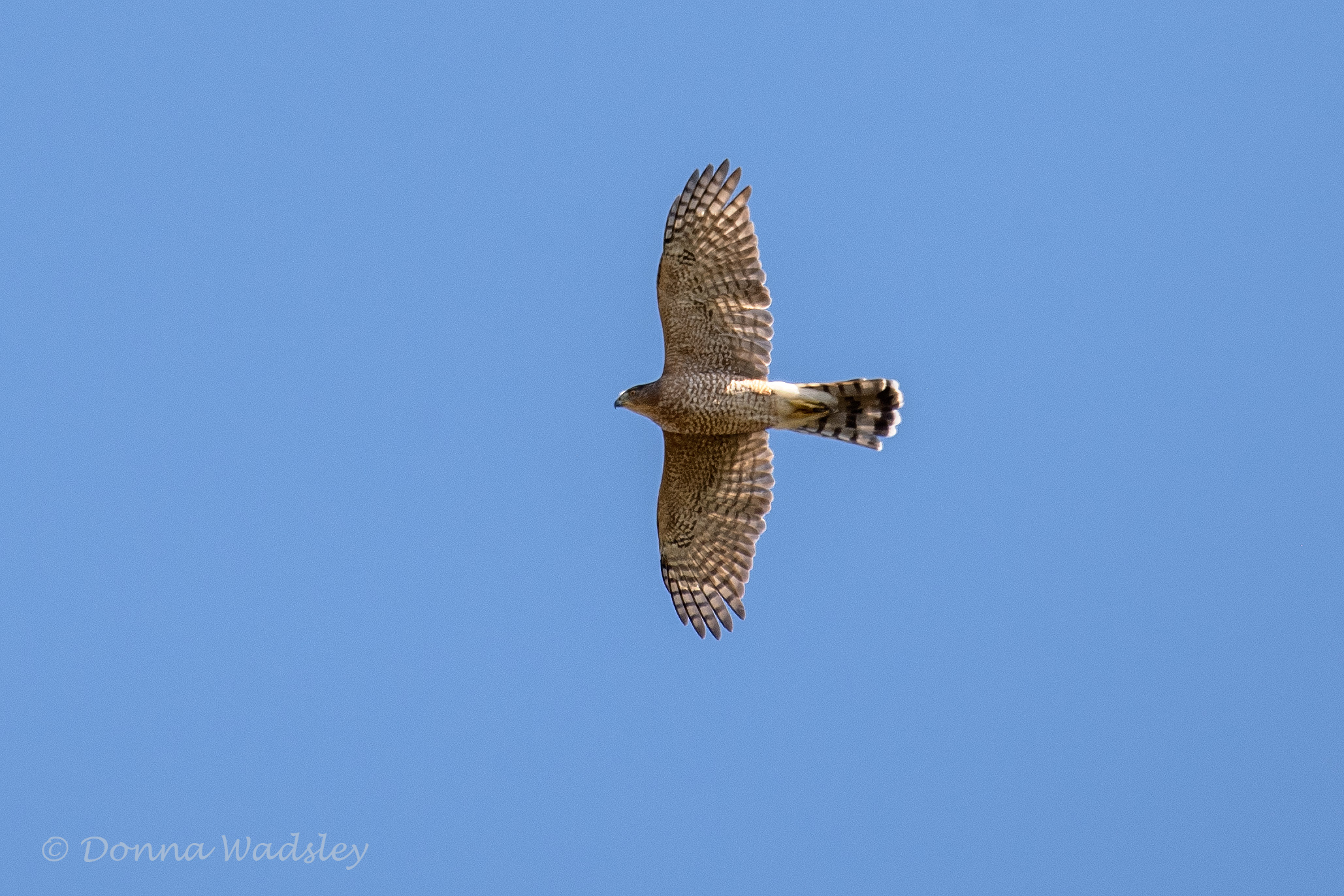 DSC_7084-1 102224 COHA