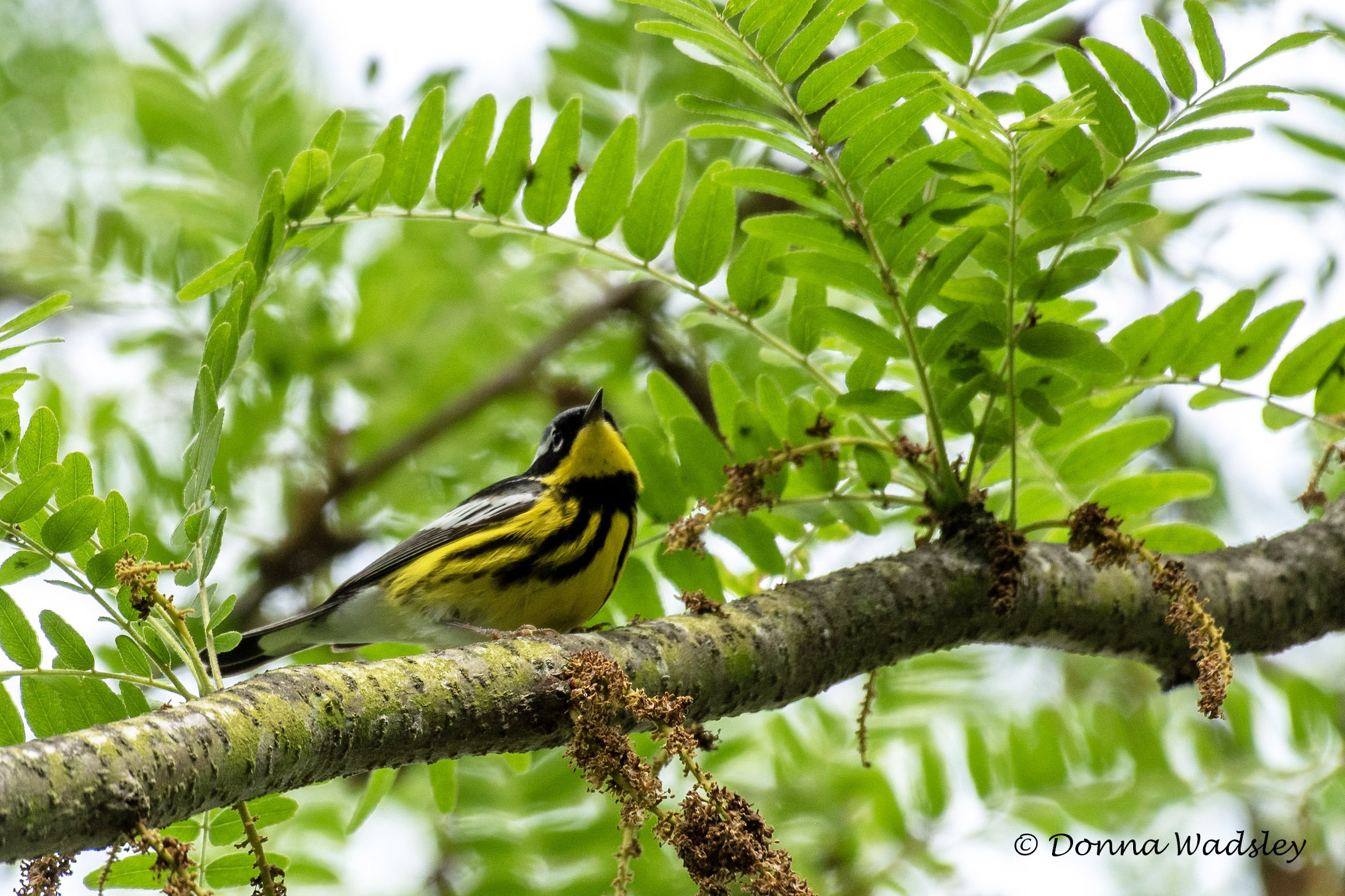 DSC_7742-1 052024 MAWA