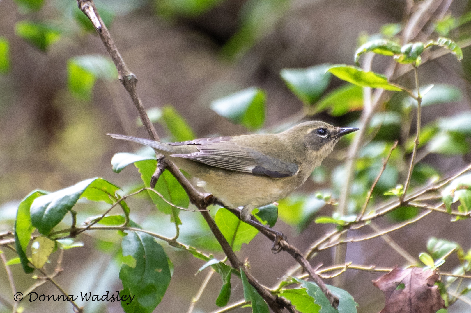 WadsleyD BTBW 092224 DSC_3644
