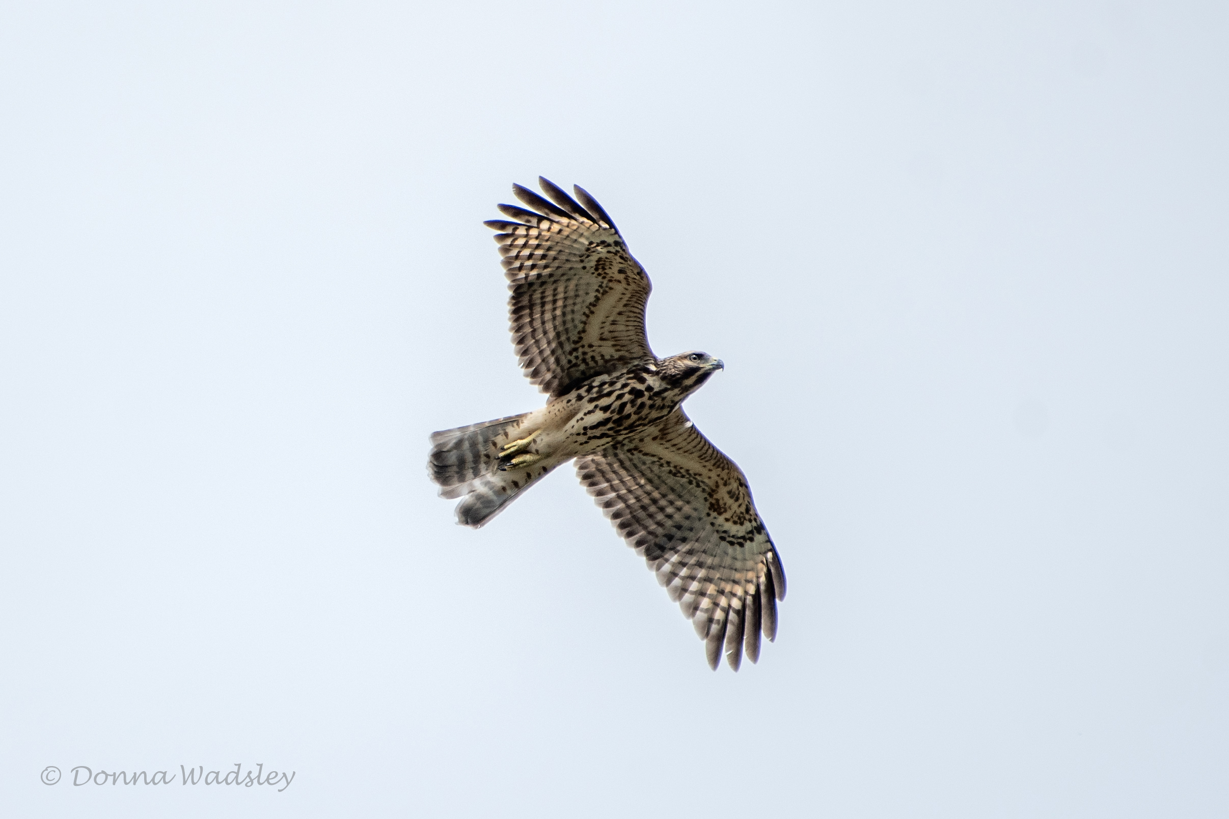 WadsleyD BWHA 073024 DSC_5601-1