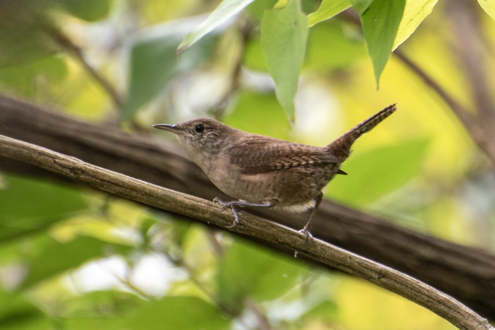 WadsleyD HOWR 092224 DSC_3616