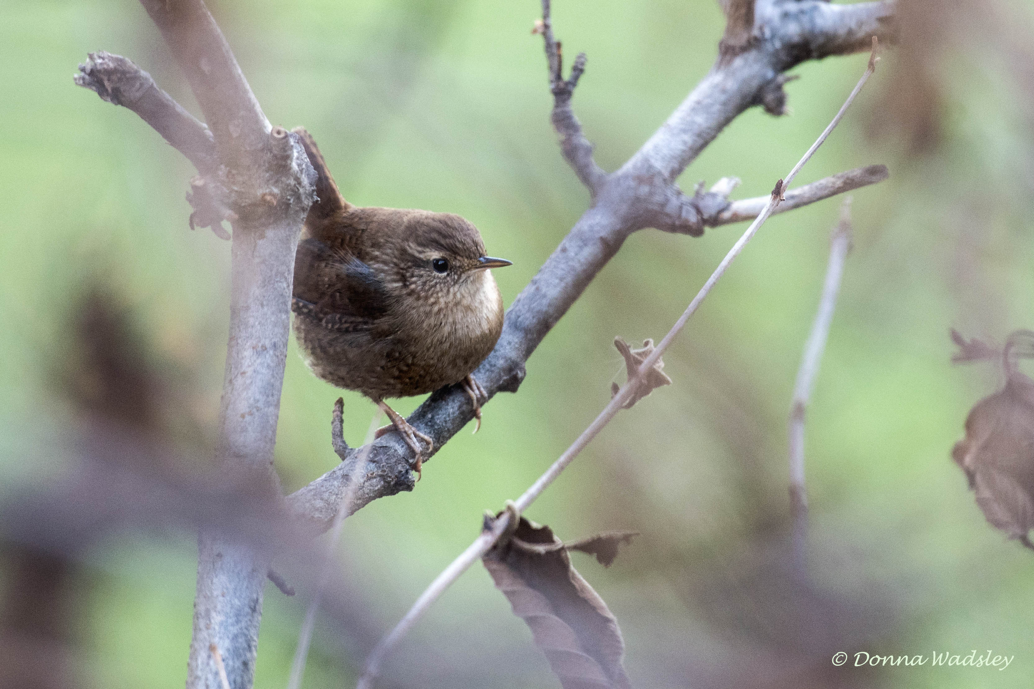 DSC_2334-1 110223 WIWR