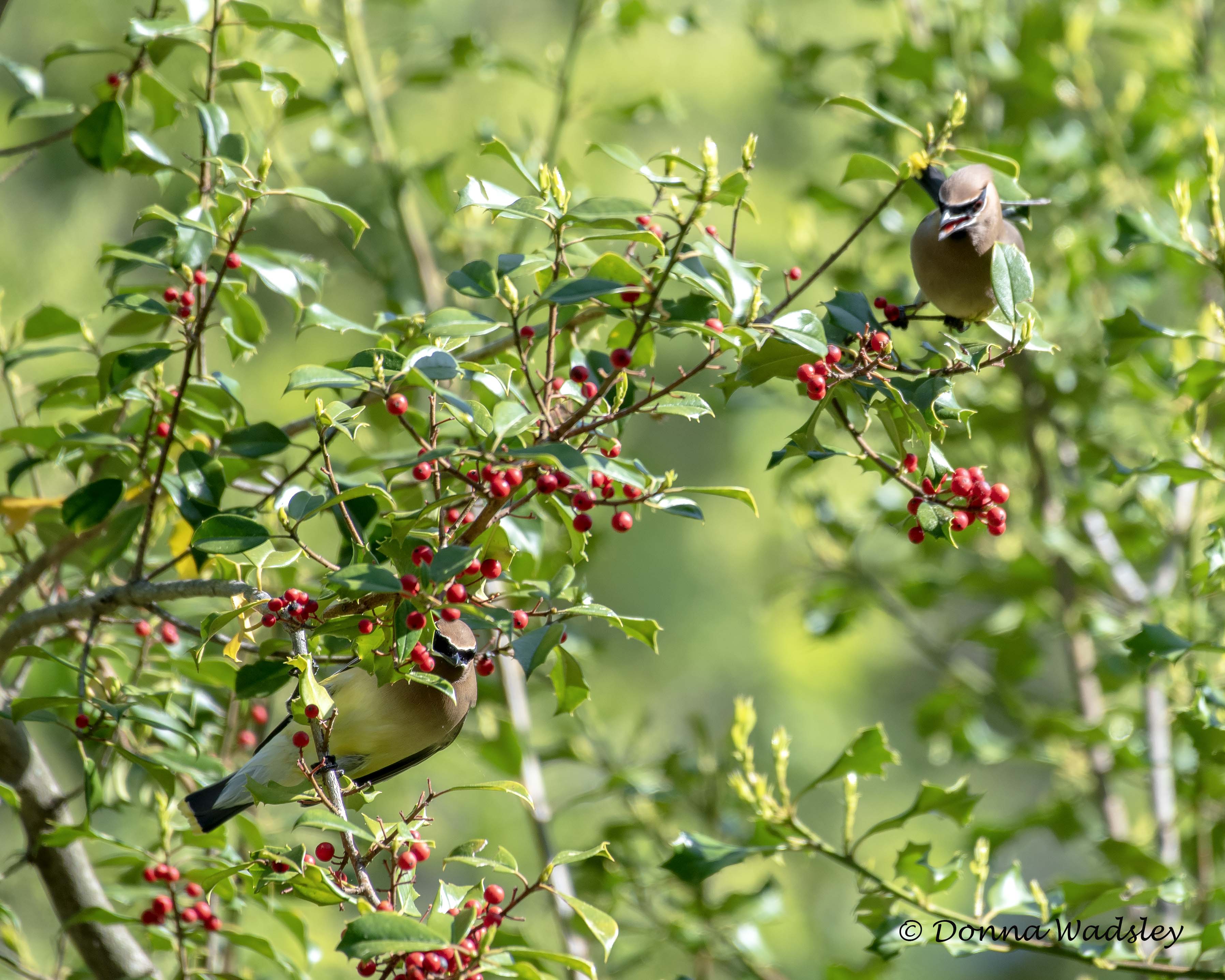 DSC_3587-1 042324 CEWA