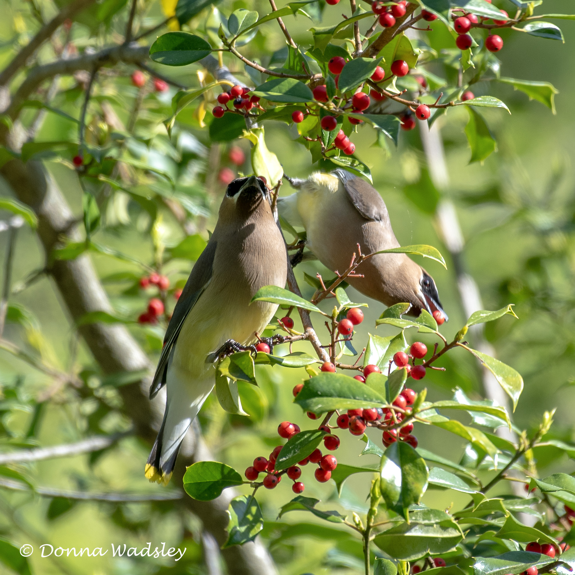 DSC_3596-1 042324 CEWA