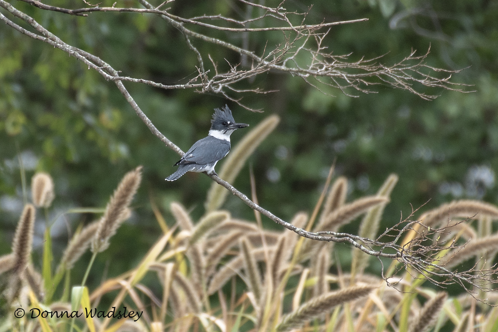 DSC_4498-1 100324 BEKI