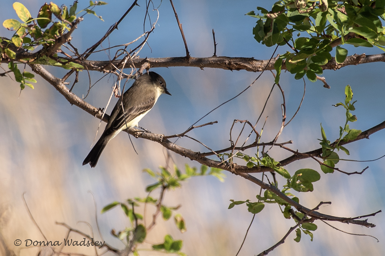 DSC_6046-1 101124 EAPH