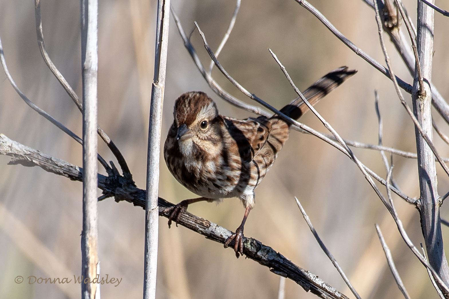 DSC_6556-1 101824 SOSP