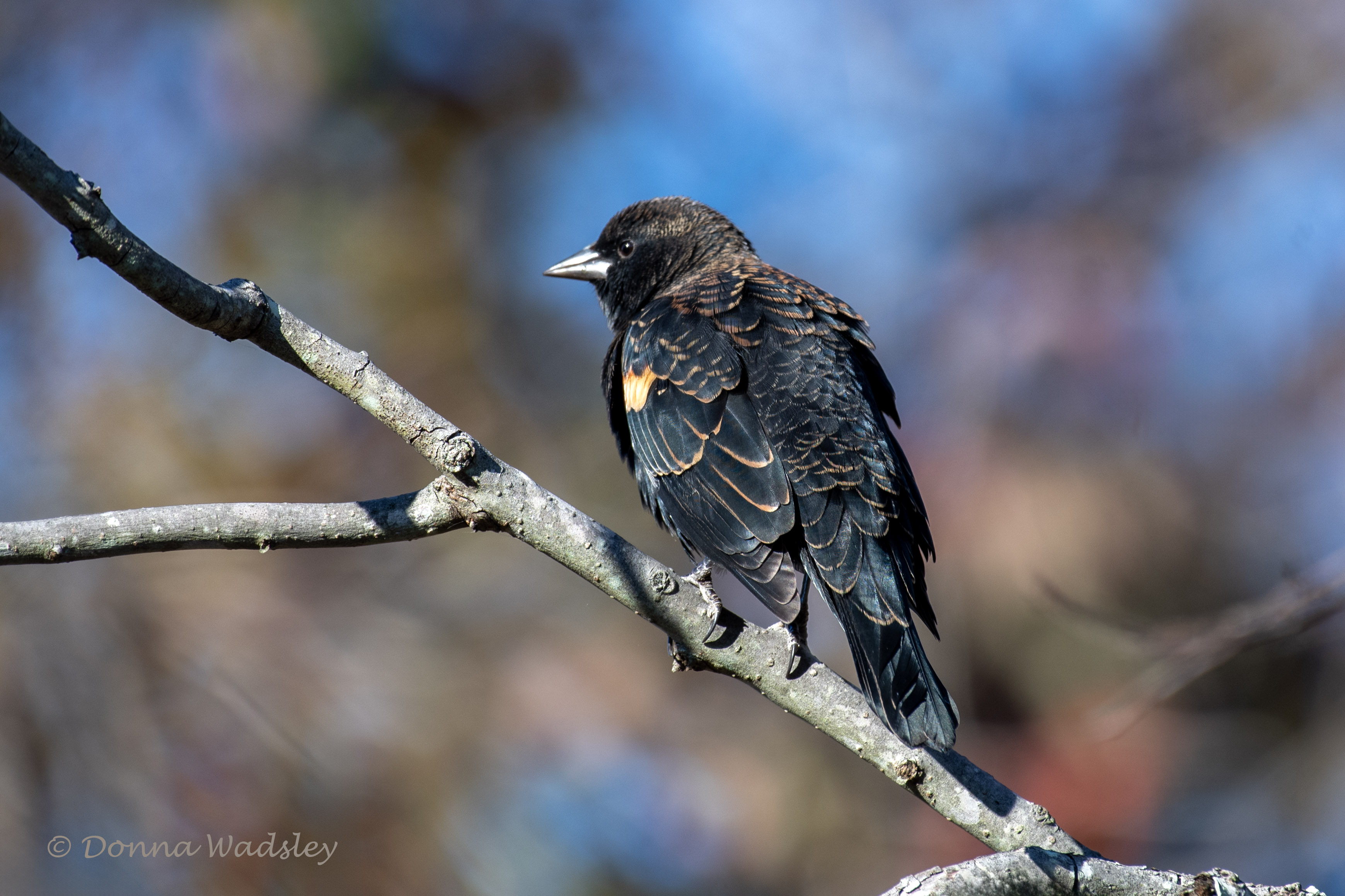 DSC_6568-1 101824 RWBB