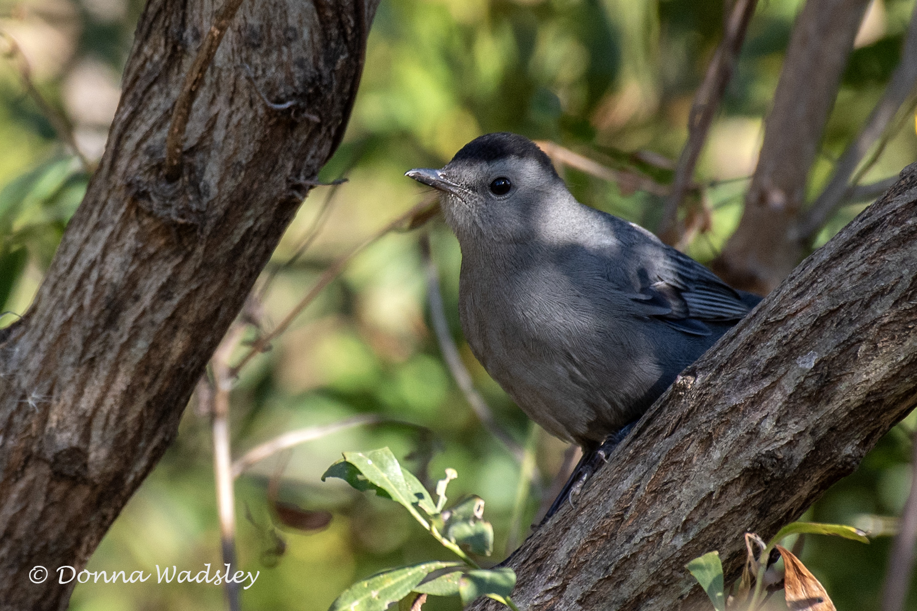 DSC_6580-1 101824 GRCA