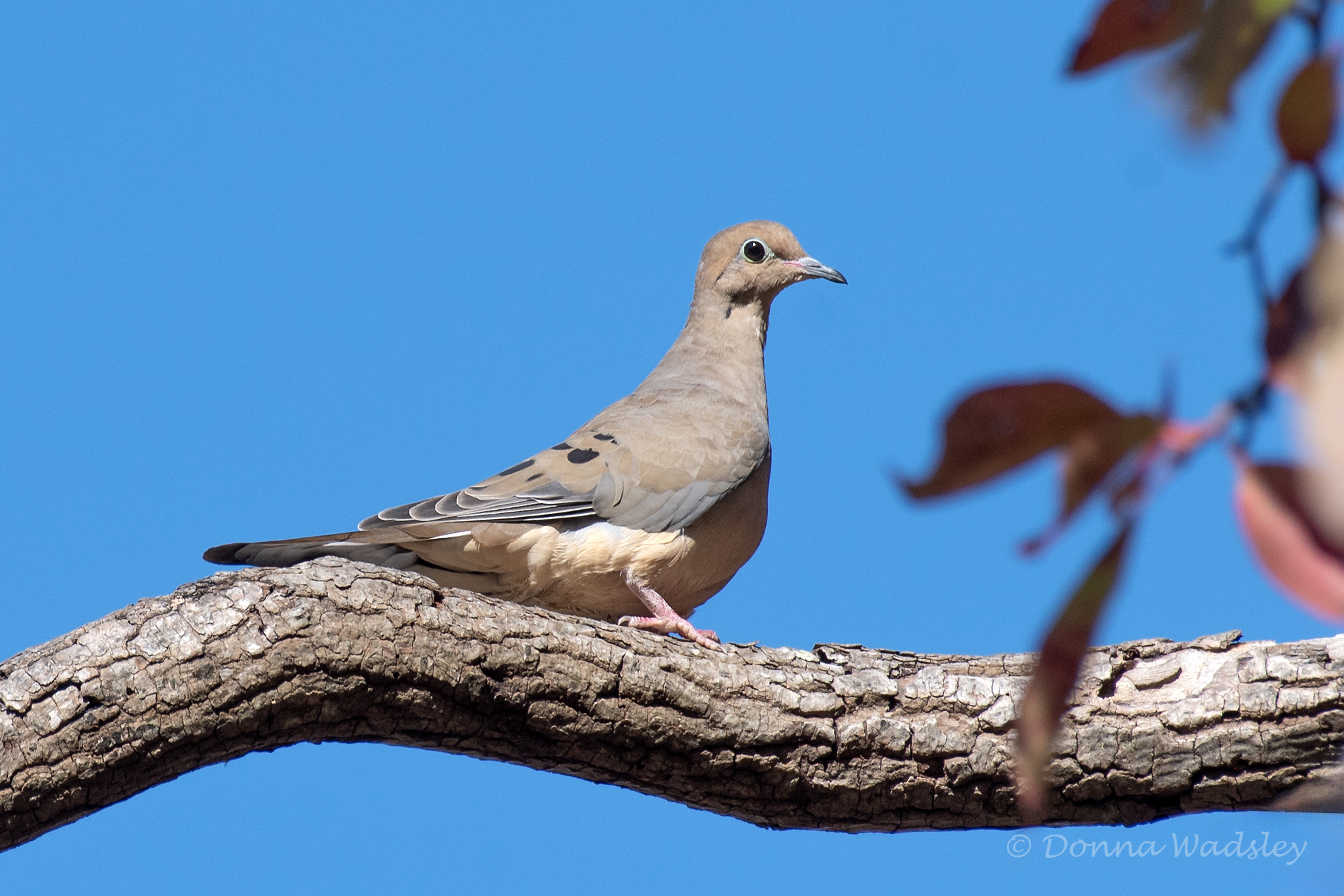 DSC_6622-1 101824 MODO