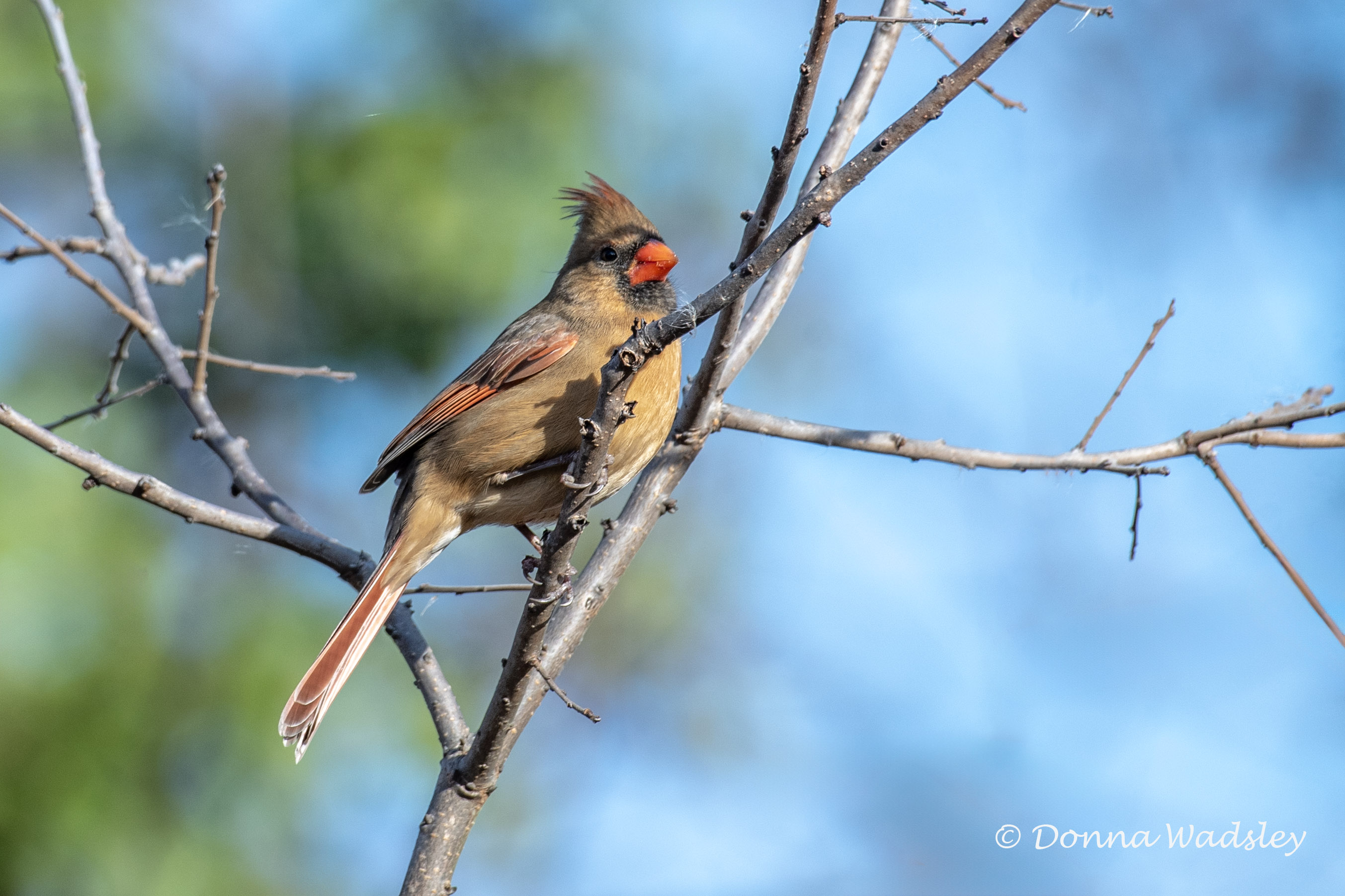 DSC_7284-1 102724 NOCA