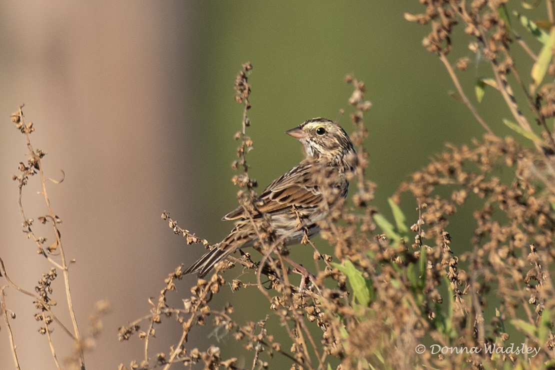 DSC_7829-1 110824 SAVS