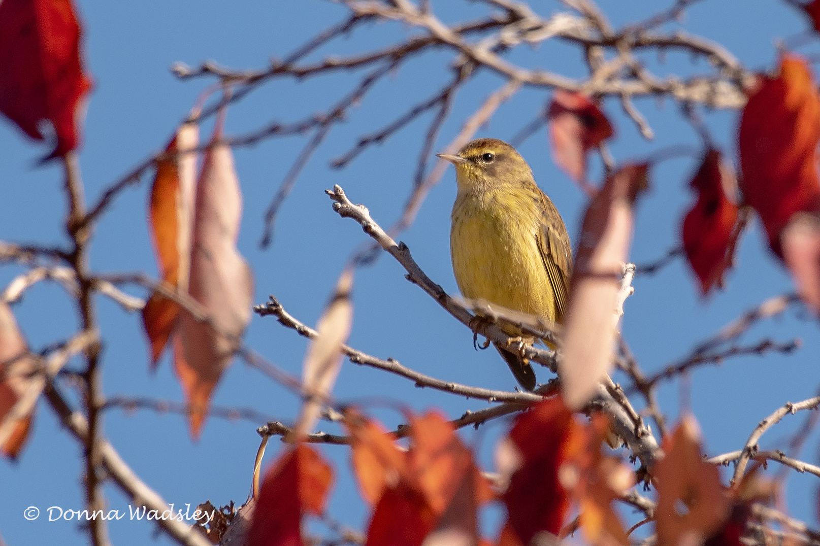 DSC_7906-1 110824 PAWA