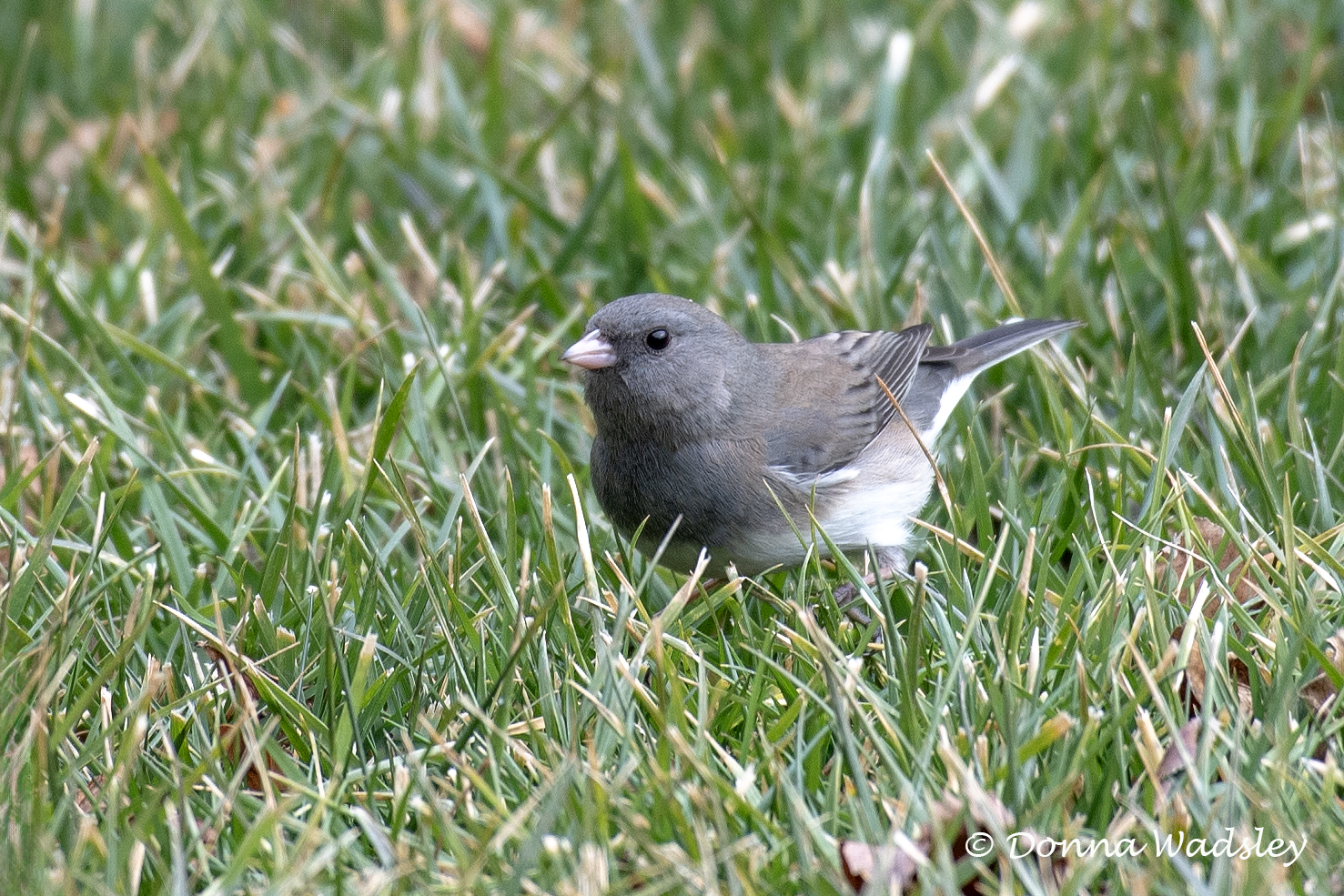 DSC_7998-1 012424 JUNC