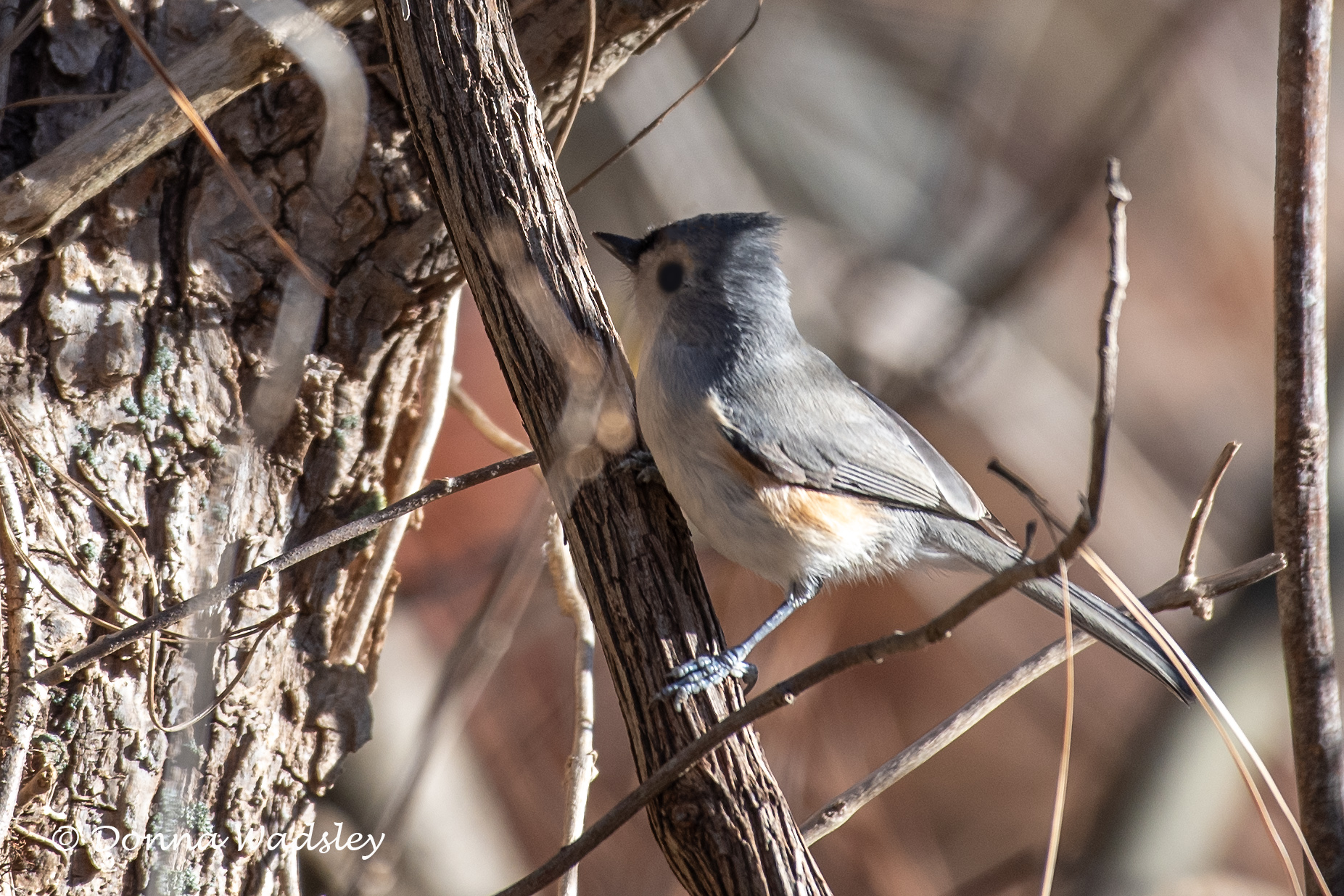 DSC_8148-1 110924 TUTI