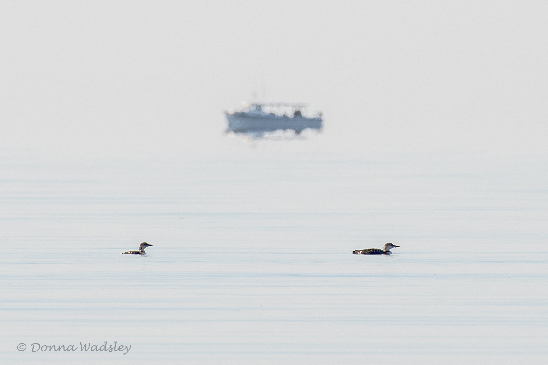 DSC_7397-1 102824 COLO