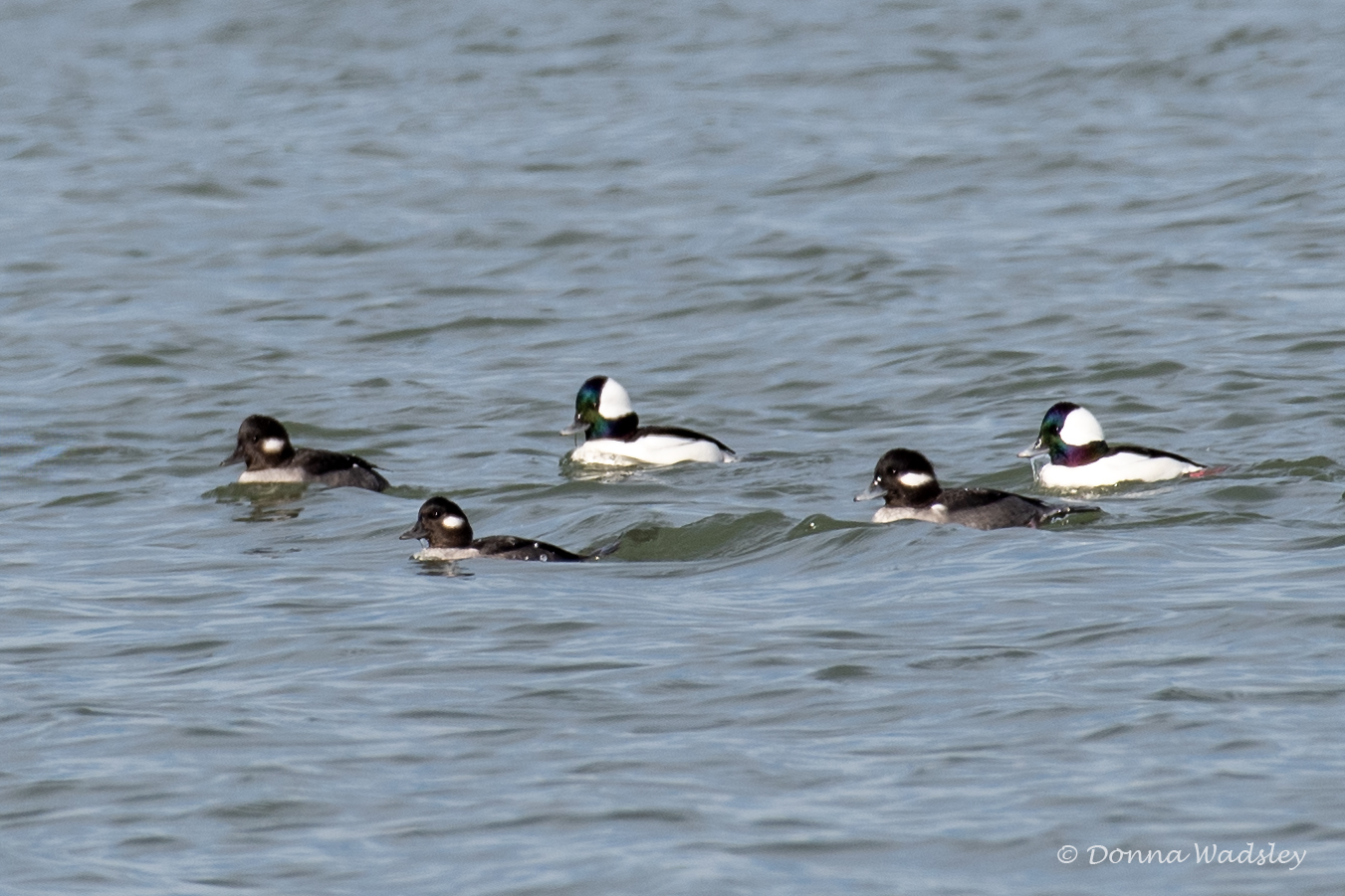 DSC_9564-1 120824 BUFF