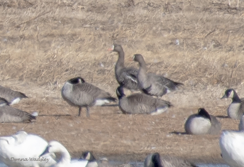 WadsleyD GWFG 120524 DSC_9331-1