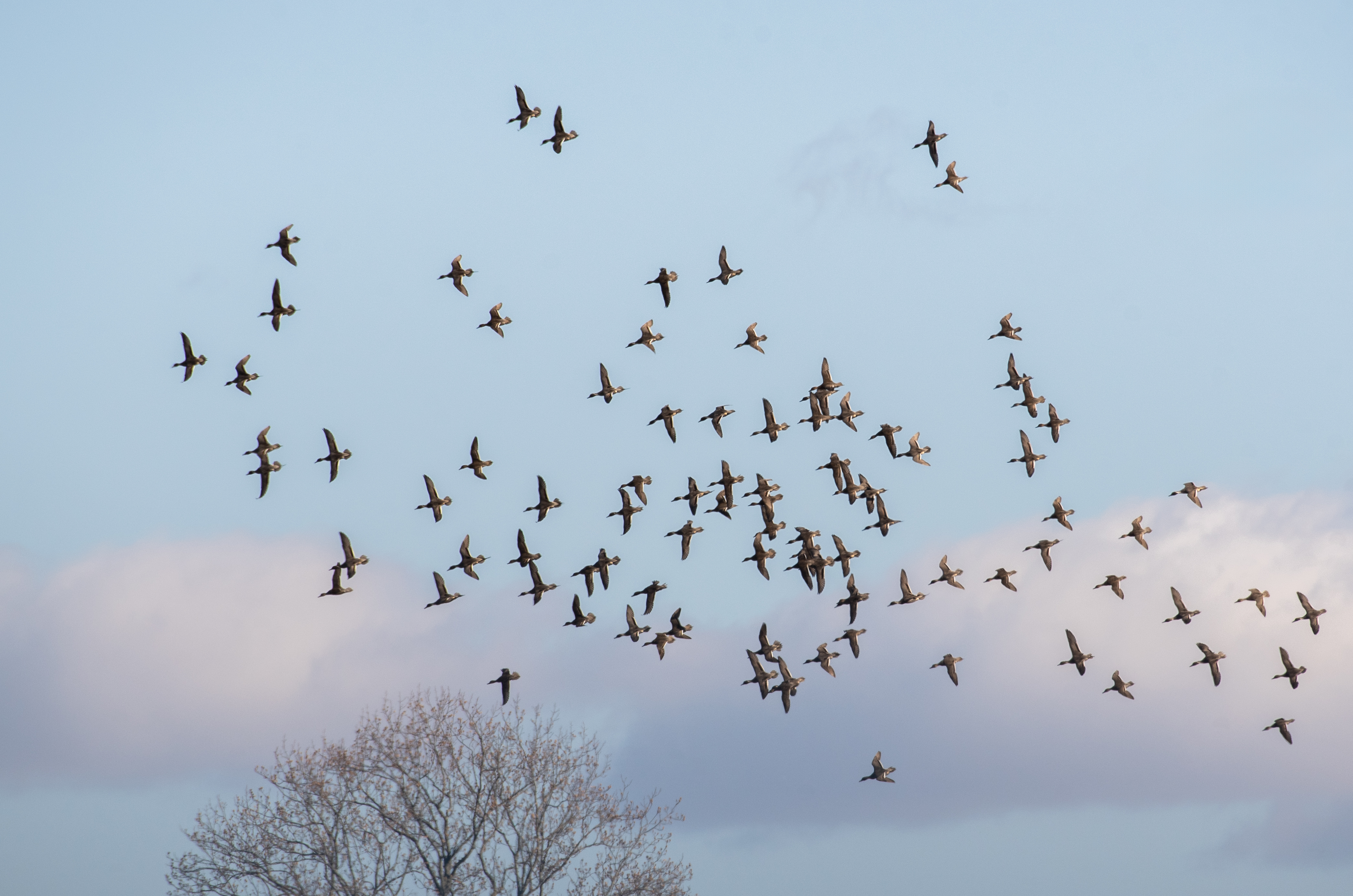 WadsleyD NOPI 120524 DSC_9416