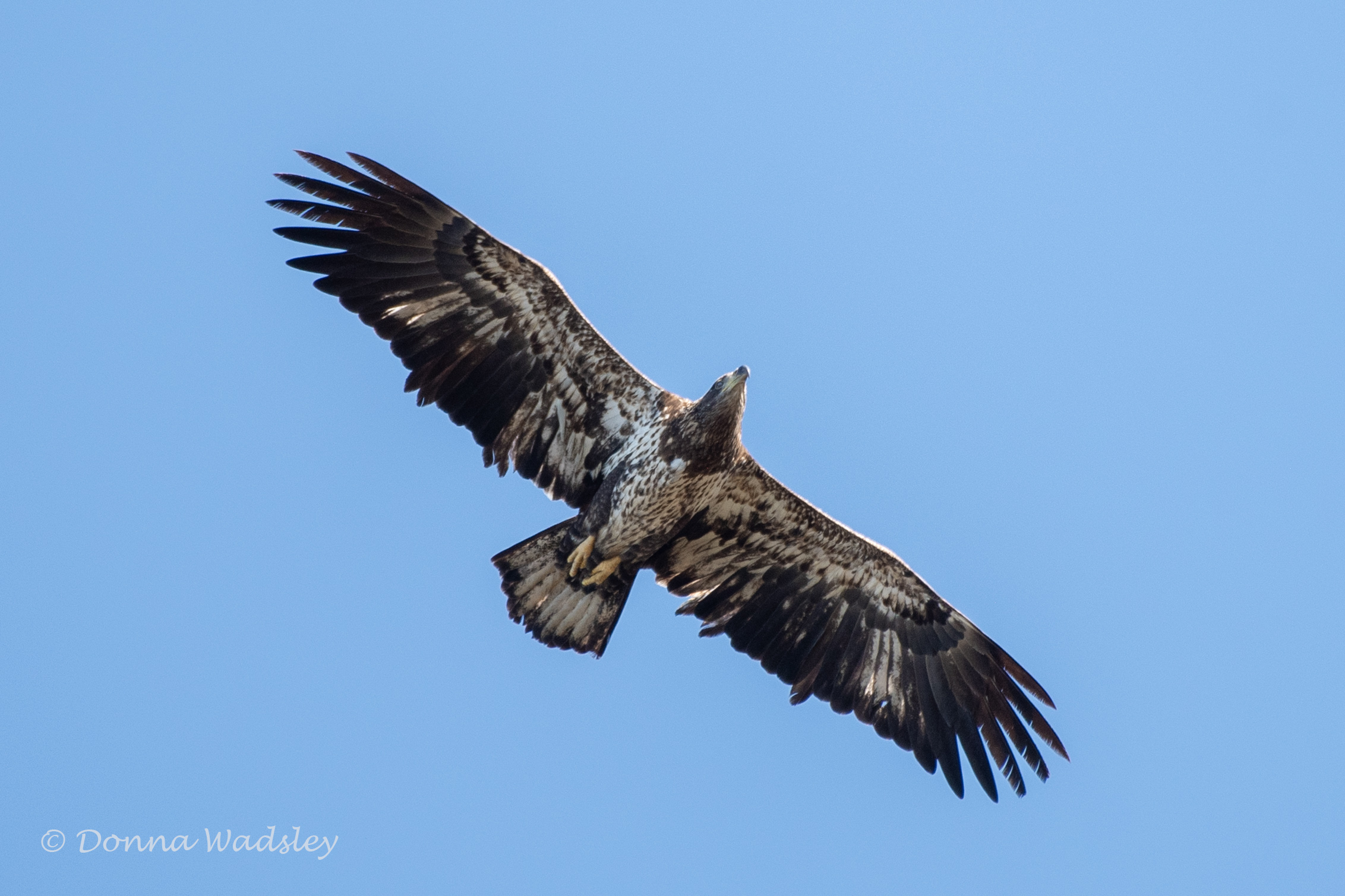 DSC_0483-1 123024 BAEA