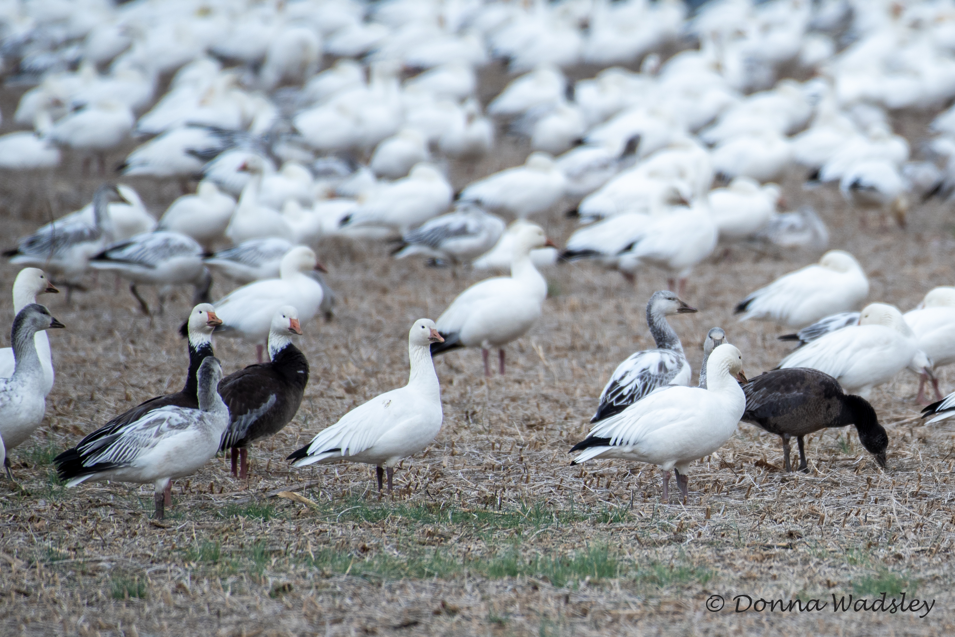 DSC_1414-1 010325 SNGO