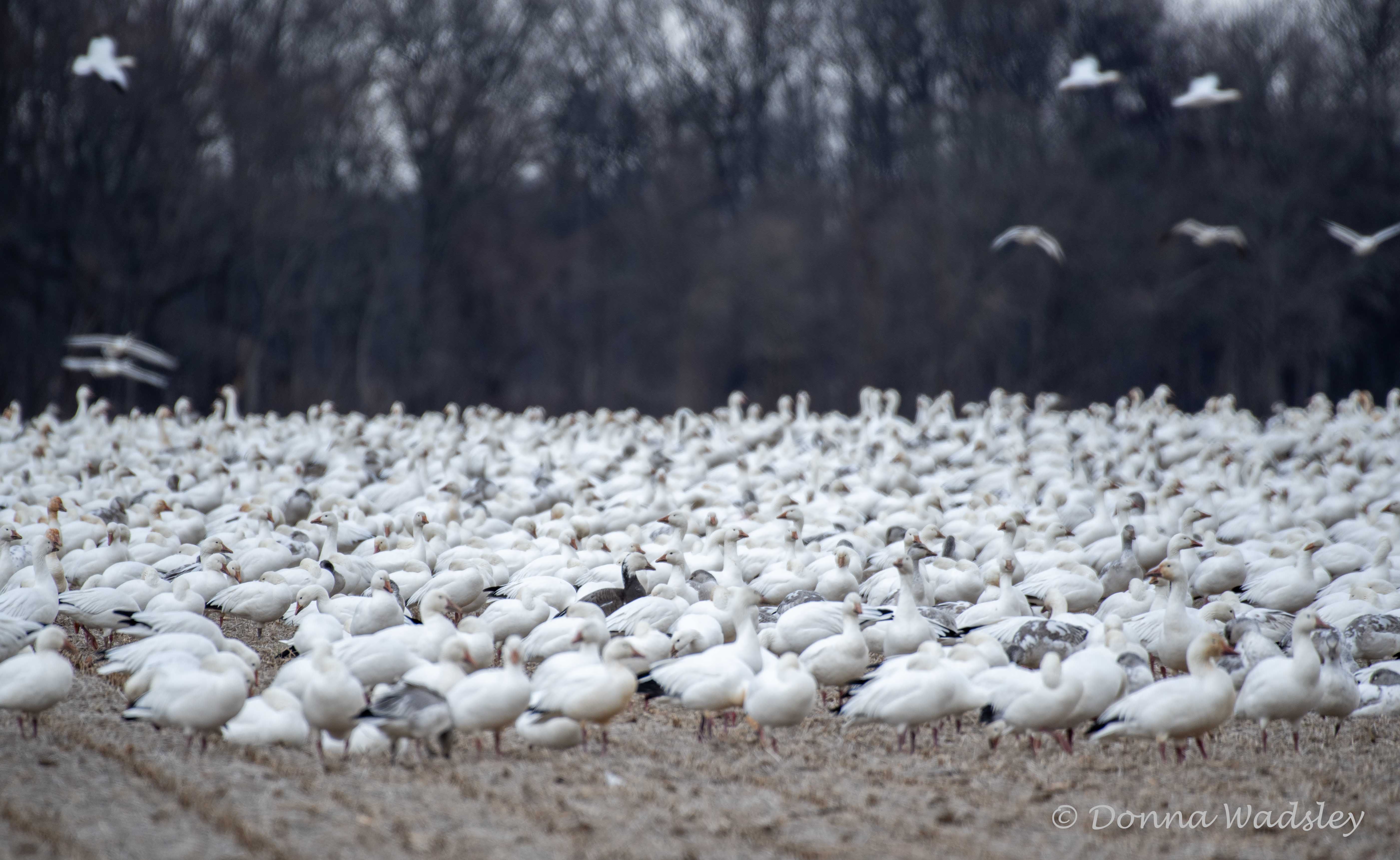 DSC_1419 -1 010325 SNGO