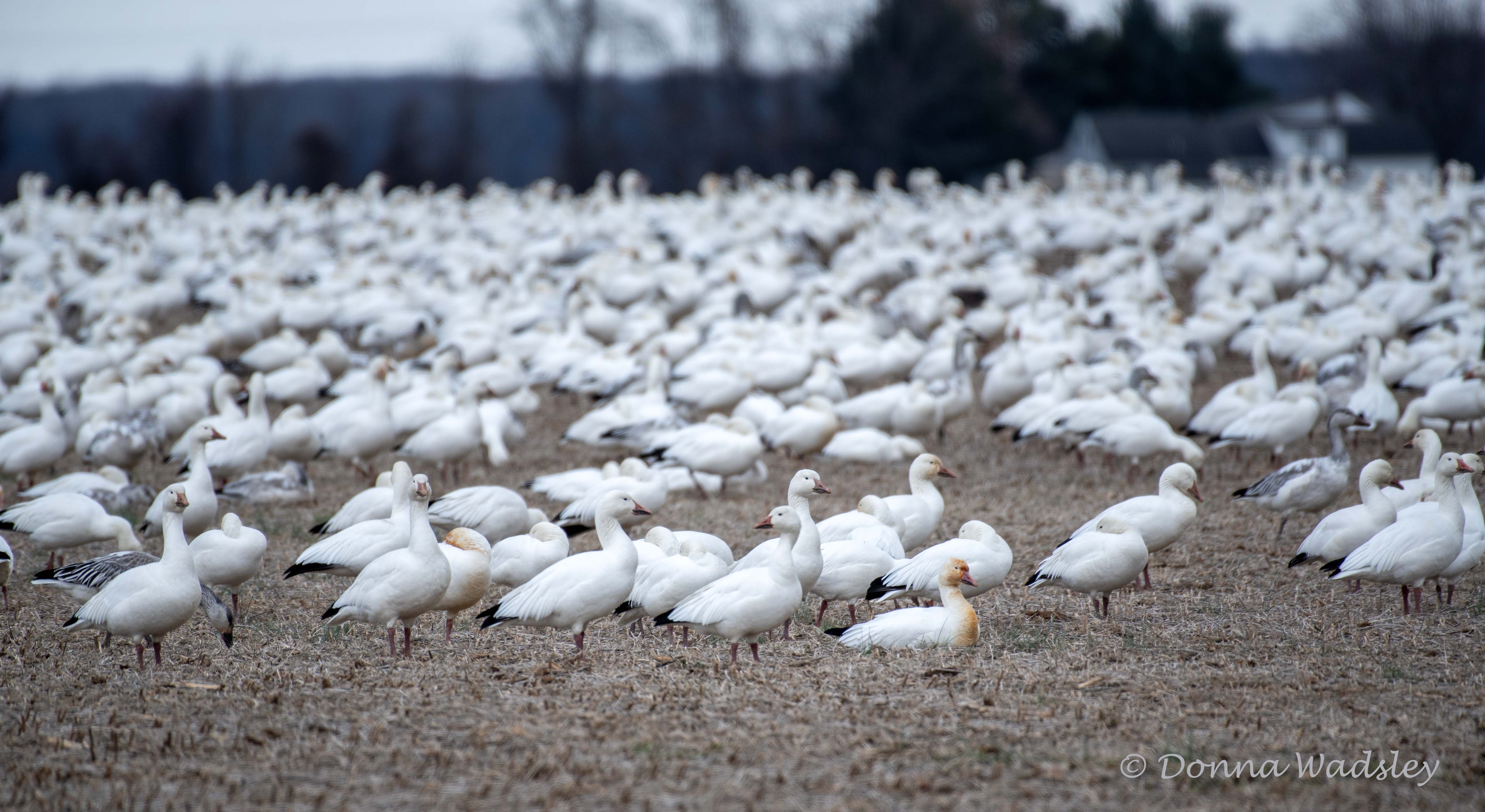 DSC_1439-1 010325 SNGO