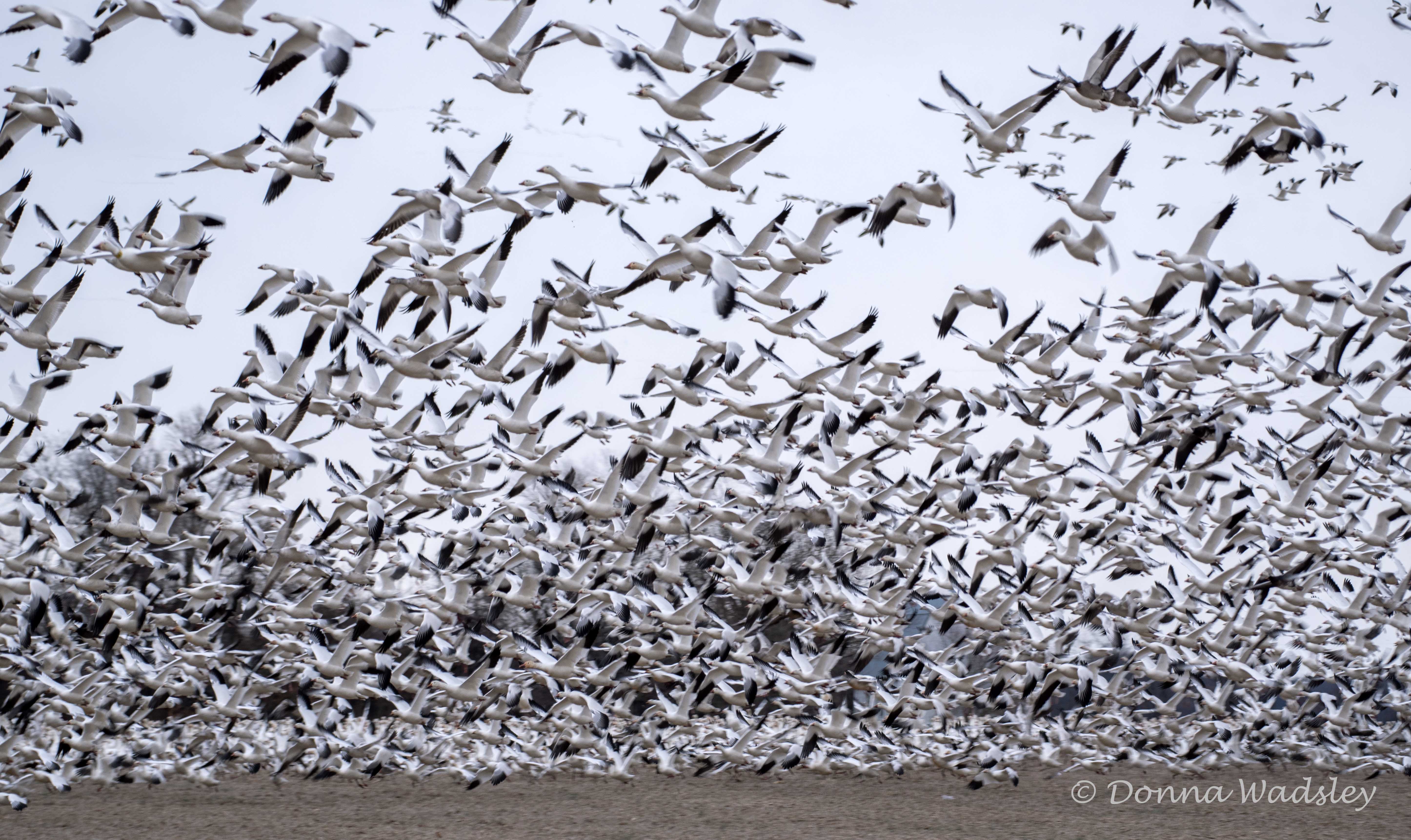 DSC_1450-1 010325 SNGO