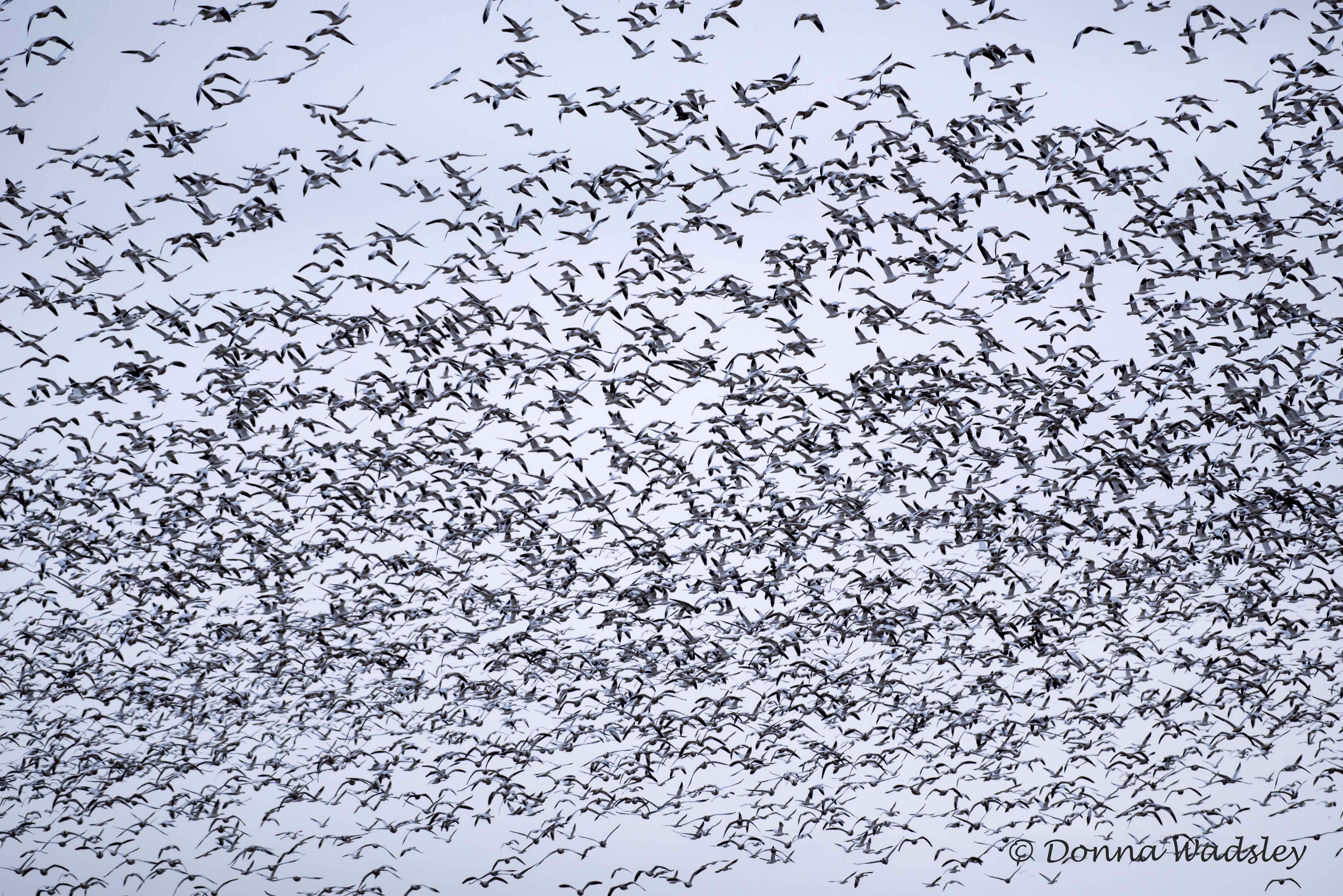 DSC_1470-1 010325 SNGO