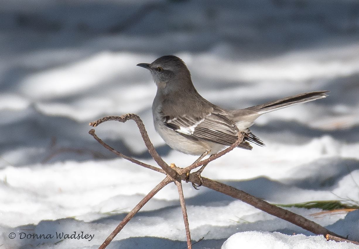 DSC_1601-1 011225 NOMO