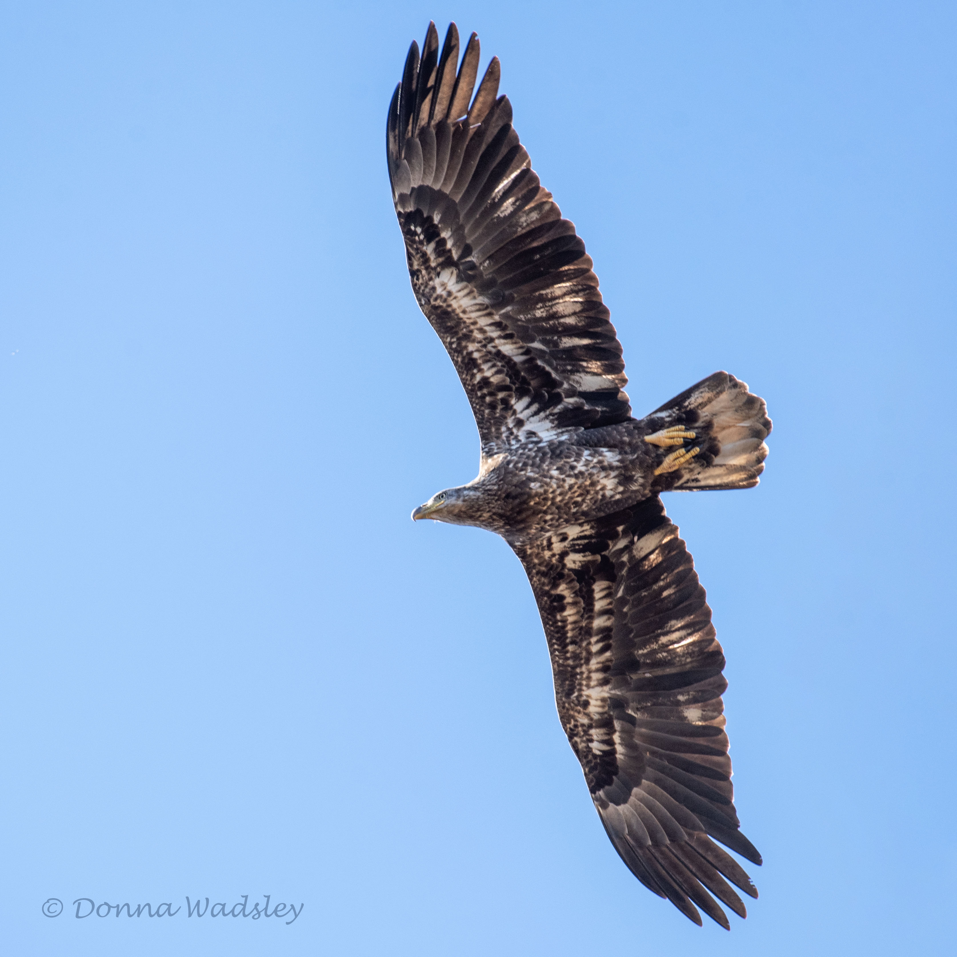 DSC_8376-1 110924 BAEA