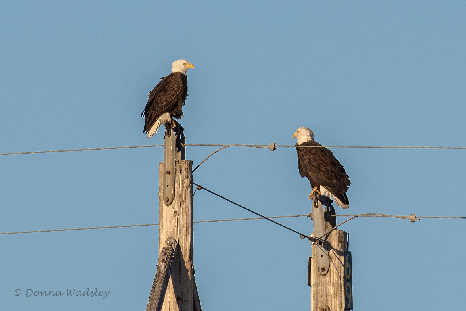 DSC_8647-1 110924 BAEA