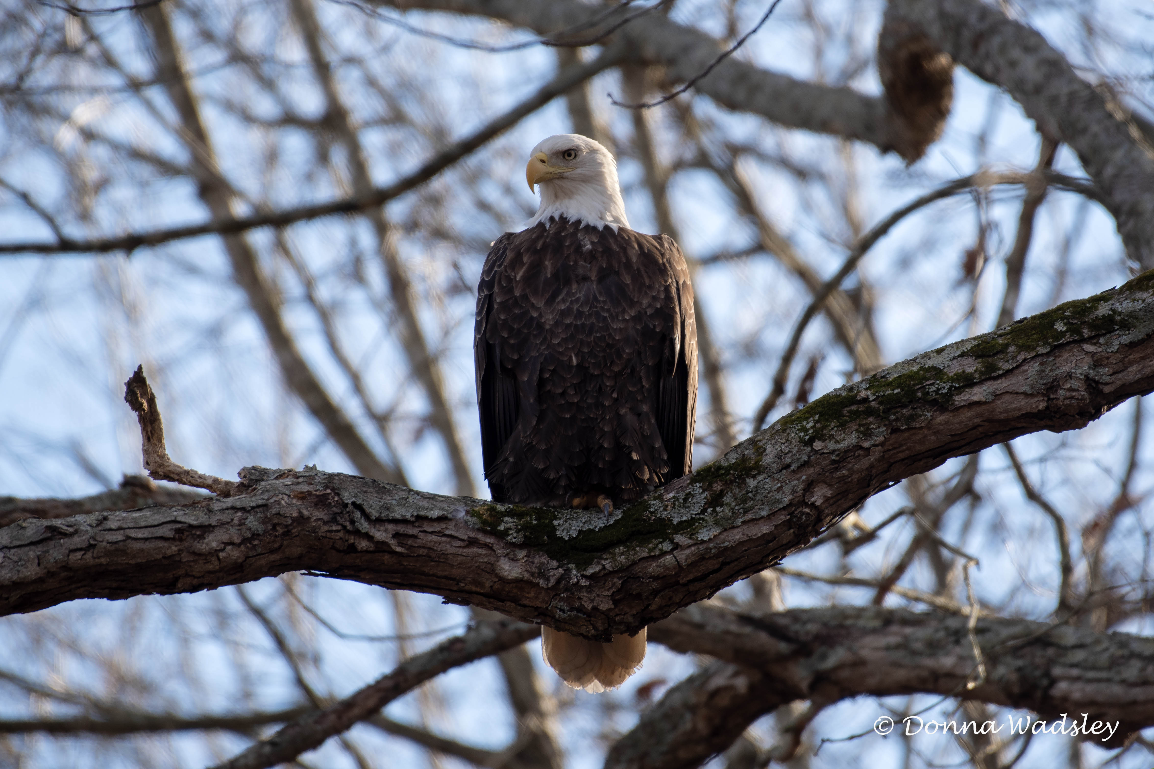 DSC_9915-1 121224 BAEA