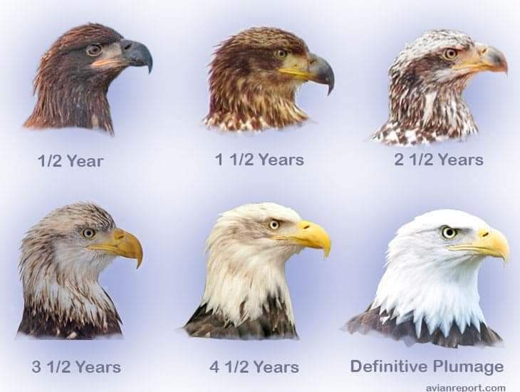 Eagle Plumage Stages