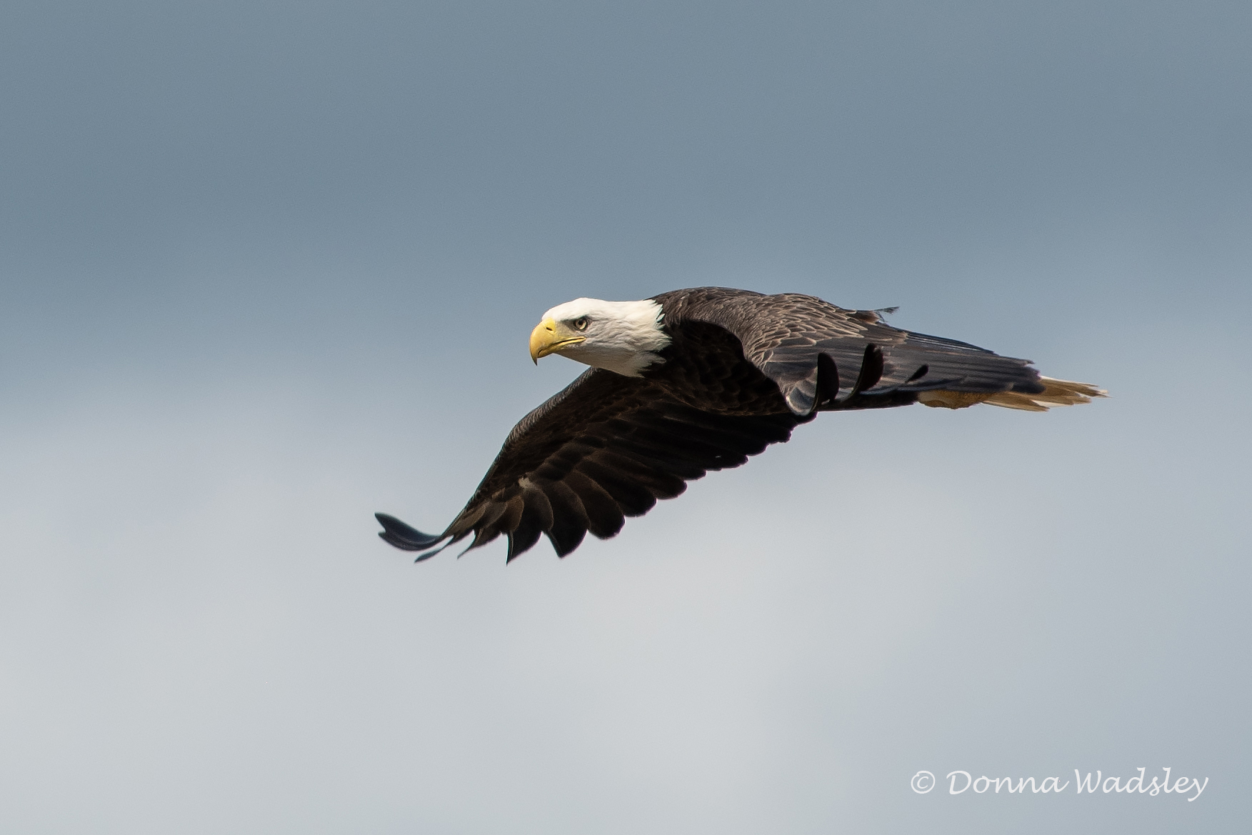 WadsleyD BAEA 083124 DSC_9921-1